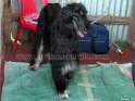 Afghan Hound-1